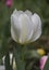 Close up of a single white tulip after a rain shower