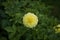 Close up of a single yellow dahlia flower