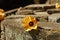 Close up of a single yellow orange hibiscus flower, laying down on a carved stone wall. Bali