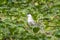 Close-up of a sitting juvenile whiskered tern