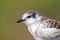 Close-up of a sitting juvenile whiskered tern