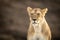 Close-up of sitting lioness with scarred face