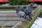 Close-up of sitting pigeon on a dirty roof during day time