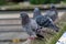 Close-up of sitting pigeon on a dirty roof during day time