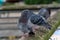 Close-up of sitting pigeon on a dirty roof during day time