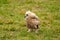 Close-up of a six week old owl chick eagle owl. The bird is outside alone for the first time