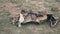 Close-Up Of The Skeleton Of An African Wildebeest With A Skull On The Ground