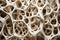 A close up of a skeleton bone with many holes, AI