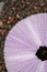 Close up of skeletons of a See urchins in shades of purple color. Detail of Violet colored shells on the wet sand background. Top