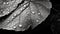 A close-up sketch of a leaf covered in raindrops