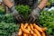 Close-up of skilled hands harvesting fresh vegetables on a thriving farm