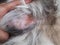 Close up the skin and dog hair,this show the Dermatitis in dog and Disease on dog skin
