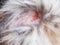 Close up the skin and dog hair,this show the Dermatitis in dog and Disease on dog skin,bald patchy area of the skin in dogs, alope