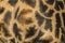 Close-up of skin of a Masai giraffe