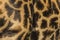 Close-up of skin of a Masai giraffe