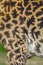 Close-up of skin of a Masai giraffe