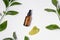 Close-up of skin serum and green quartz gouache massager on white isolated background with plant leaves. Cosmetic procedures for