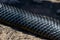 Close up of the skins and scales of a Black western whip snake, Hierophis viridiflavus