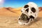 Close up on skull biting bitcoin over sand background. Concept of investment.