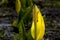 Close up of skunk cabbage flower.