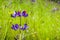 Close up of Sky Lupine Lupinus nanus wildflowers blooming in Edgewood county park, San Francisco bay, California