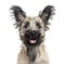 Close-up of a Skye Terrier dog