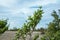 Close-up with Skyline of a Budding Creosote Branch in the Desert