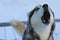 Close up of a sled dog barking with hay in its mouth