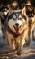 Close up of Sled dog racing alaskan malamute snow winter competition race at sunset