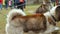 Close up of sled husky dogs at the park. Slow motion