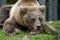 Close-up sleep brown bear portrait. Danger animal in nature habitat