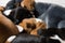 Close-up of sleeping basenji puppies heads