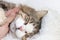 Close-up sleeping cat on a human hand, a cozy yard cat found its home, animal rescue,