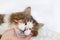 Close-up sleeping cat on a human hand, a cozy yard cat found its home, animal rescue,