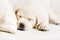 Close up of sleeping labrador puppy on the sofa