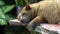 Close up of a sleeping luwak in a coffee shop at tanah lot temple