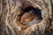 close-up of a sleeping squirrel in a cozy tree hole