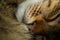 Close-up of a sleeping tabby cat.
