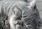 Close up of sleeping tired gray British shorthair cat.