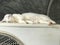 A close up of a sleepy cute white cat sleeping on an air conditioning unit