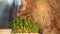 Close up sleepy Golden chinchilla persian cat