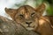 Close-up of sleepy lion cub in tree