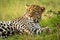 Close-up of sleepy male leopard stretched out