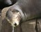 A Close Up of a Sleepy Sea Lion
