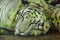 Close up of sleepy white tiger on the stone