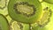 Close up of sliced kiwi fruit on white background. Rotating and dolly video of kiwi.