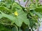 Close Up of Slicing Cucumber Flower