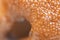close up slimy detailed texture of slug