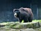 Close up of sloth bear Ursus ursinus in the park