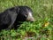 Close-up of a sloth bear wandering around the grass in a zoo